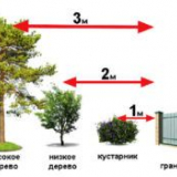 Jaká by měla být vzdálenost od plotu ke stromům v zemi